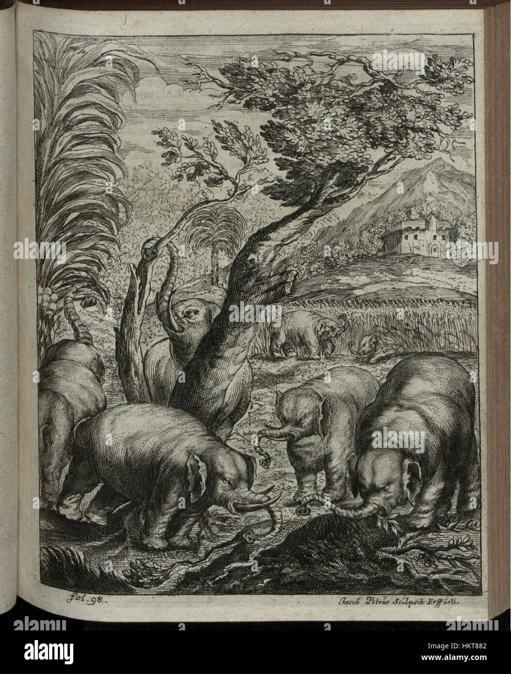 "Elephantographia Curiosa 149" è un primo esempio di illustrazione anatomica e zoologica, concentrandosi sulla raffigurazione degli elefanti. L'opera unisce l'osservazione scientifica con la rappresentazione artistica. Foto Stock