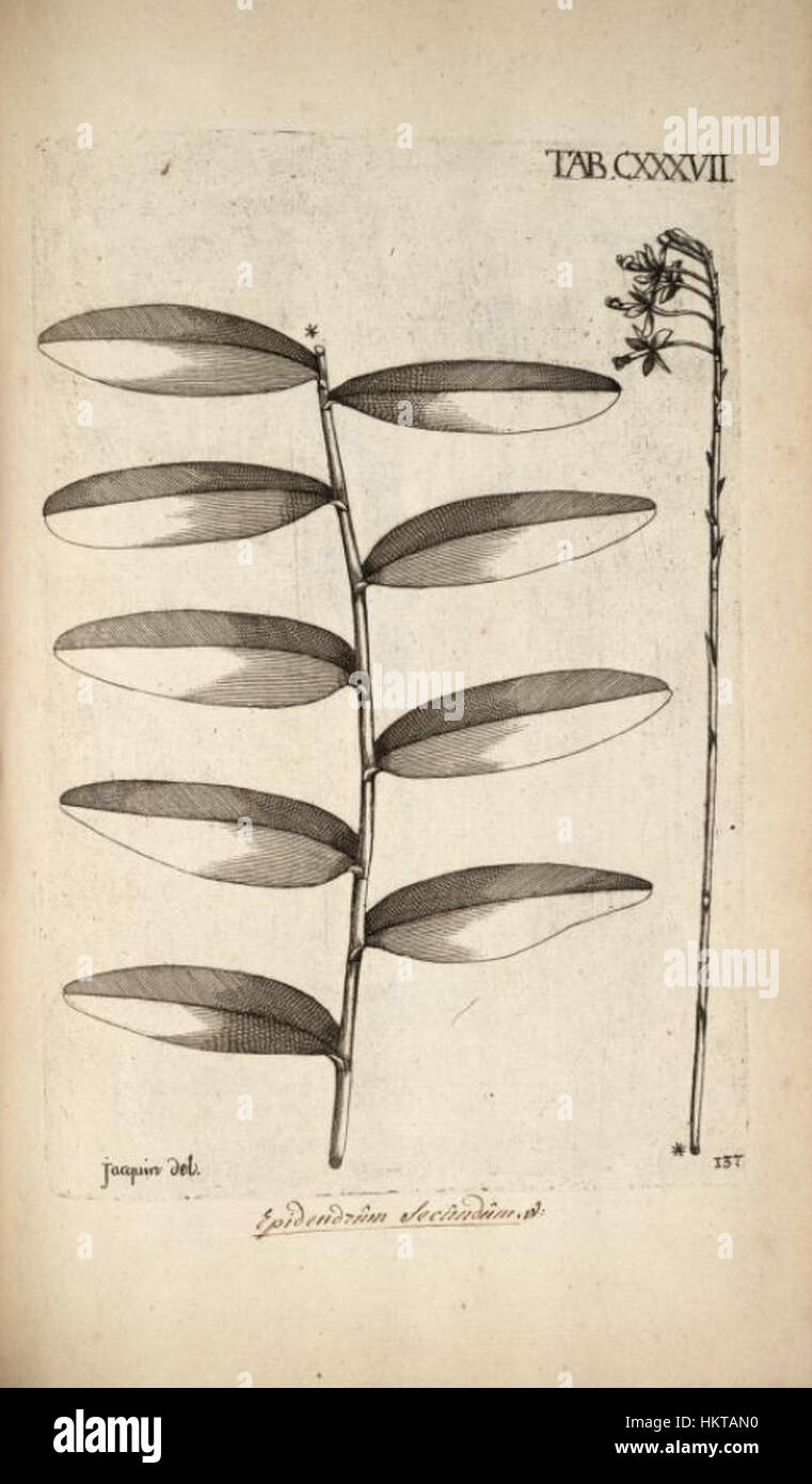 Epidendrum secundum, illustrato nella serie "Selectarum" di Jacquin, è una stampa botanica che mostra questa specie di orchidea. L'illustrazione dettagliata riflette l'interesse del XVIII secolo per lo studio botanico e la precisione della rappresentazione delle piante. Foto Stock