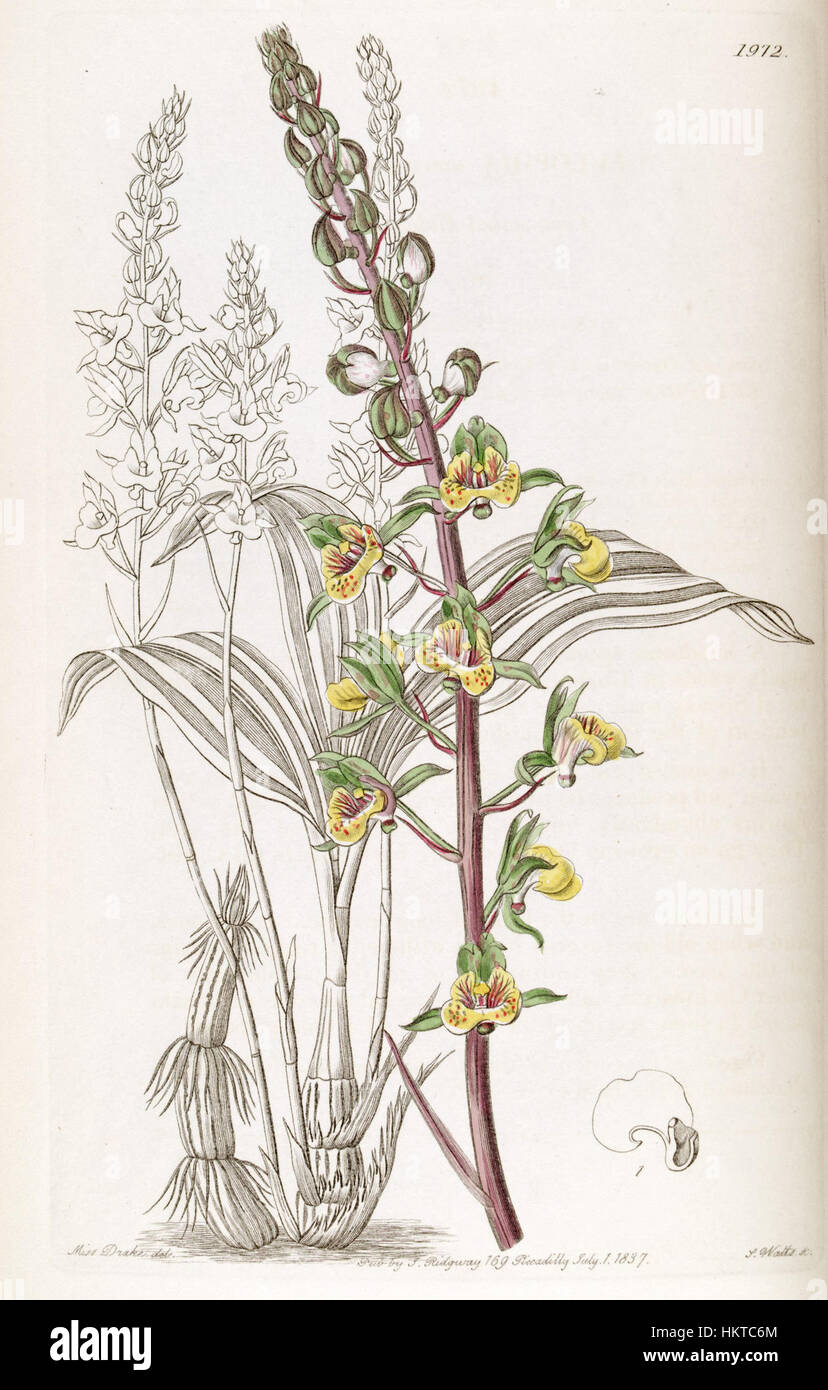 Questa illustrazione botanica tratta dal "registro botanico di Edwards" raffigura Eulophia pulchra (precedentemente Eulophia macrostachya), una specie di orchidee nota per i suoi fiori unici. Il disegno dettagliato evidenzia la forma distintiva della pianta e la complessa struttura floreale. Foto Stock Questa illustrazione botanica tratta dal "registro botanico di Edwards" raffigura Eulophia pulchra (precedentemente Eulophia macrostachya), una specie di orchidee nota per i suoi fiori unici. Il disegno dettagliato evidenzia la forma distintiva della pianta e la complessa struttura floreale. Foto Stock