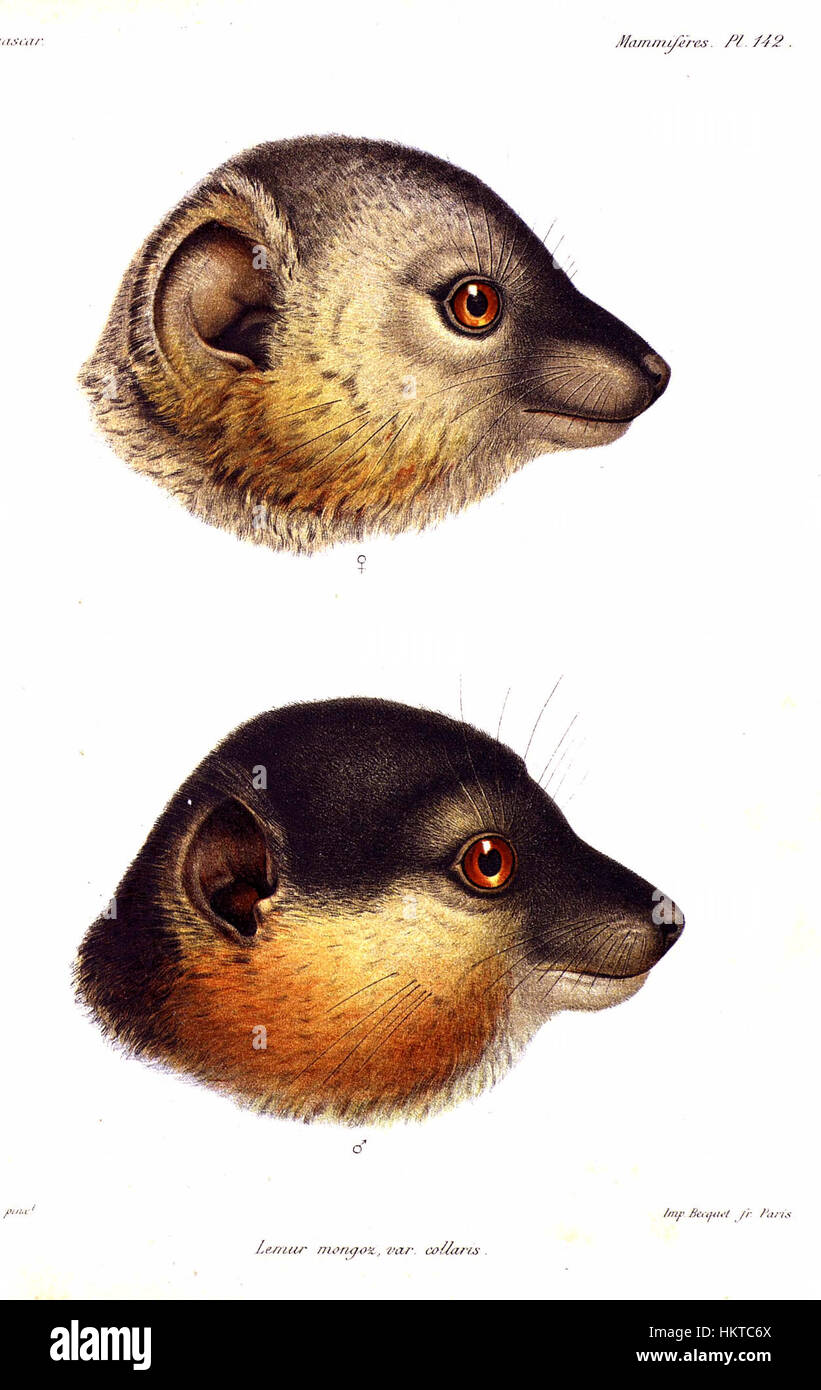 Il dipinto "Eulemur collaris AGrandier" raffigura il lemure dalla coda ad anello, un primate endemico del Madagascar. Noti per le loro distintive code e gli occhi vibranti, questi lemuri sono una specie importante nella biodiversità del Madagascar. Il lavoro di A. Grandididier mette in evidenza il loro habitat naturale e il loro comportamento giocoso, mostrando l'importanza degli sforzi di conservazione per le specie in via di estinzione. Foto Stock