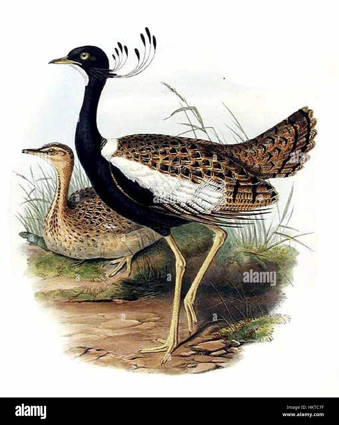 "Eupodotis indica" è un dipinto di un'otarda indiana, una specie originaria dell'India, catturata con vivaci tecniche di pittura ad olio. L'opera riflette l'interesse dell'artista per la natura e la fauna selvatica. Foto Stock