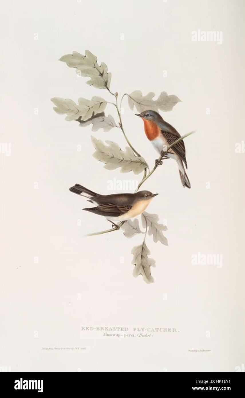 Un dipinto dell'uccello Ficedula Parva di Gould, che mostra dettagliate tecniche di illustrazione degli uccelli con un'enfasi sulla precisione nell'arte della storia naturale. Foto Stock