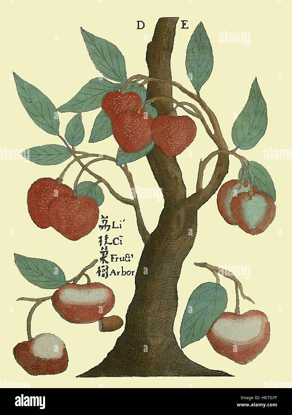 "Flora Sinensis" di Boym presenta un'illustrazione botanica dettagliata del frutto del litchi, una specie originaria della Cina. L'illustrazione mostra le caratteristiche uniche della pianta, tra cui i suoi delicati fiori, foglie e il frutto stesso, offrendo una prospettiva scientifica della specie. Foto Stock "Flora Sinensis" di Boym presenta un'illustrazione botanica dettagliata del frutto del litchi, una specie originaria della Cina. L'illustrazione mostra le caratteristiche uniche della pianta, tra cui i suoi delicati fiori, foglie e il frutto stesso, offrendo una prospettiva scientifica della specie. Foto Stock