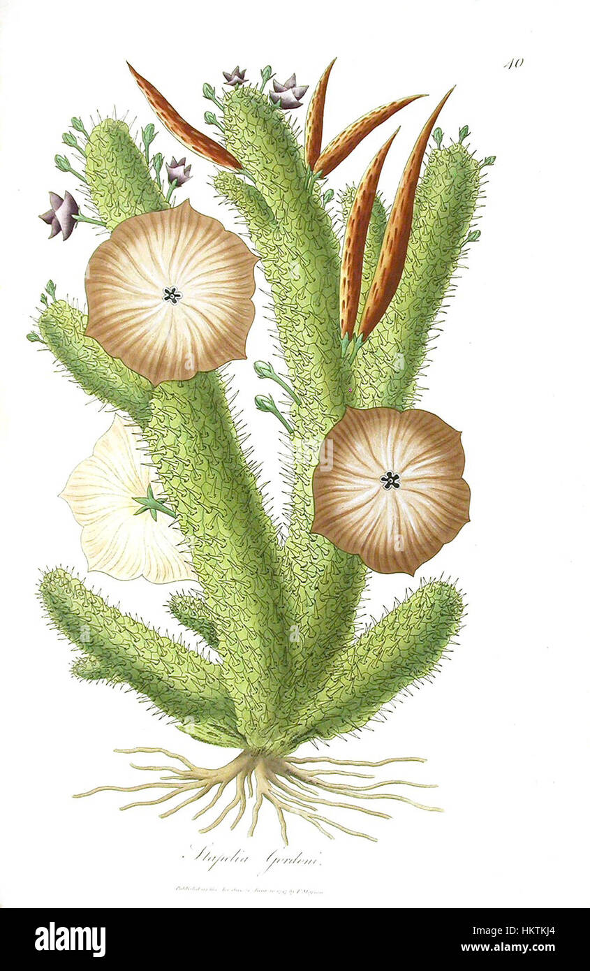 Un dipinto botanico di Francis Masson, un botanico del XVIII secolo, raffigurante la flora che incontrò durante i suoi viaggi. I lavori di Masson contribuirono allo studio scientifico delle piante durante il periodo. Foto Stock