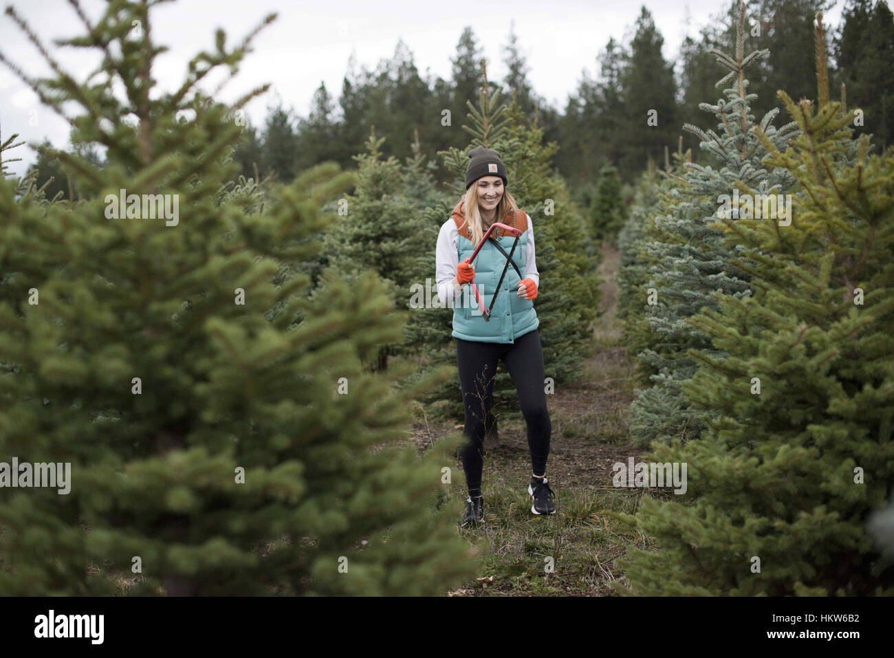 Spokane, Washington, Stati Uniti d'America. 25 Nov, 2016. Courtney Conklin e Jed Conklin scegliere un albero di Natale per tagliare fino a Carver fattorie situate in Newman Lago, nello Stato di Washington La fattoria cresce sugli alberi e i clienti possono ritirare il loro preferito tra l'abete rosso, abeti e pini che a loro piace e tagliarli giù con la prua seghe fornito dall'azienda. Courtney Conklin è incinta di sei mesi durante il prelievo dalla loro struttura. Credito: Jed Conklin/ZUMA filo/Alamy Live News Foto Stock