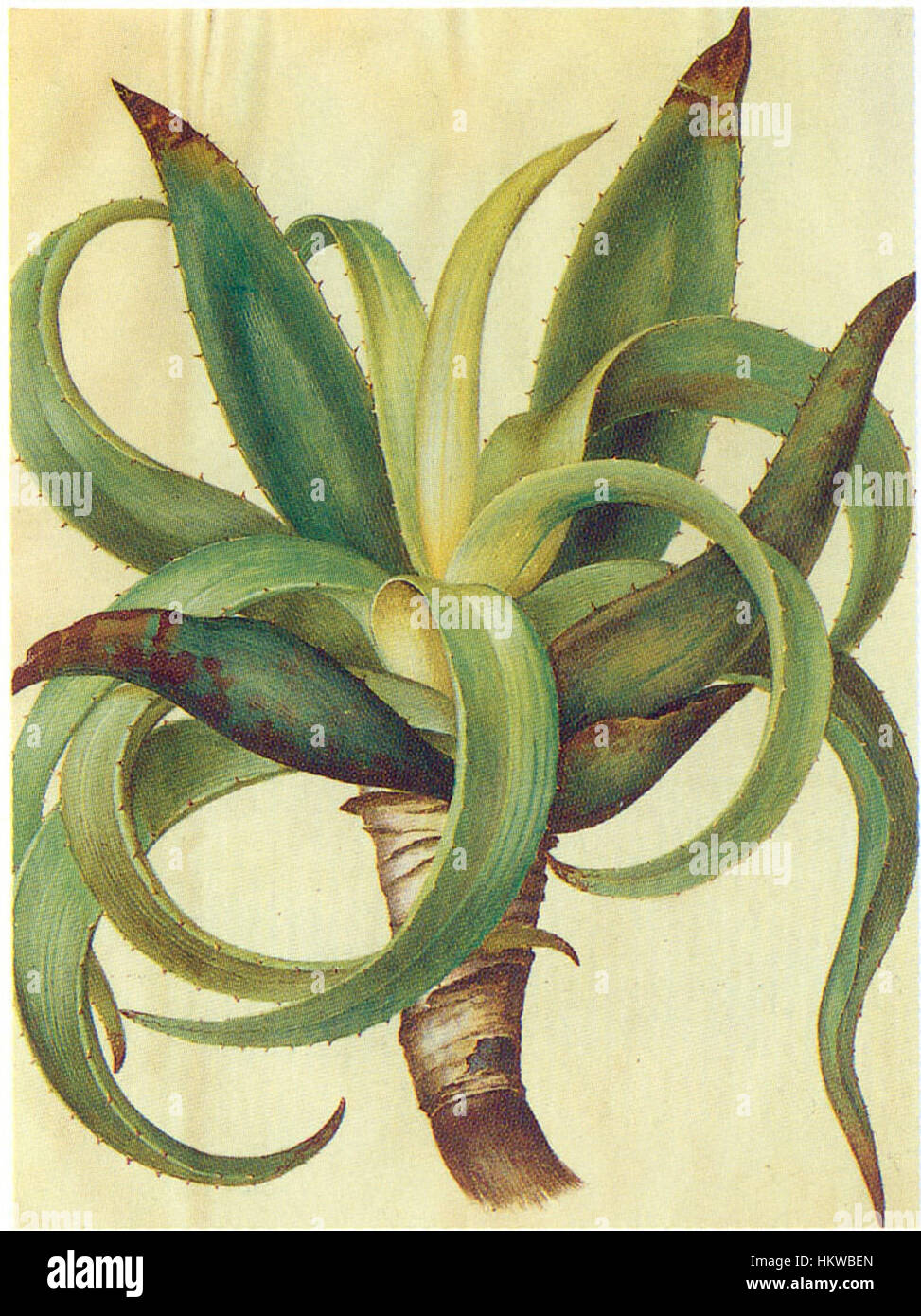 L'Aloe Gc11 è un'illustrazione botanica che si concentra sui dettagli della pianta di Aloe, presentandone la struttura unica, un esempio di arte scientifica utilizzata per documentare le specie vegetali a scopo di studio e conservazione. Foto Stock