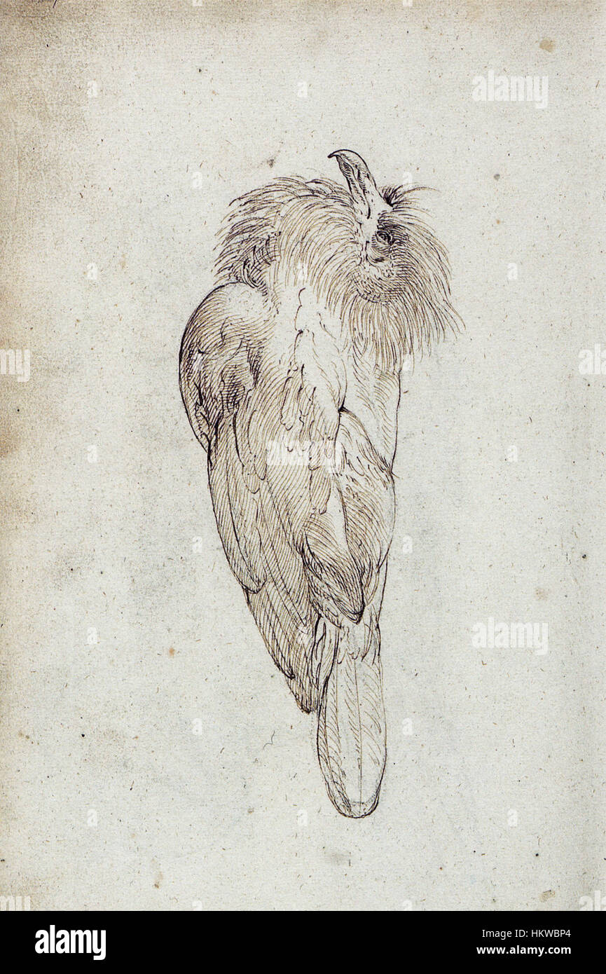 Un'illustrazione dell'inizio del XVII secolo raffigurante Alectroenas nitidissima, una specie di uccello della famiglia delle colombe. L'opera cattura le caratteristiche sorprendenti dell'uccello e il piumaggio colorato, tipico delle illustrazioni storiche aviarie. Foto Stock