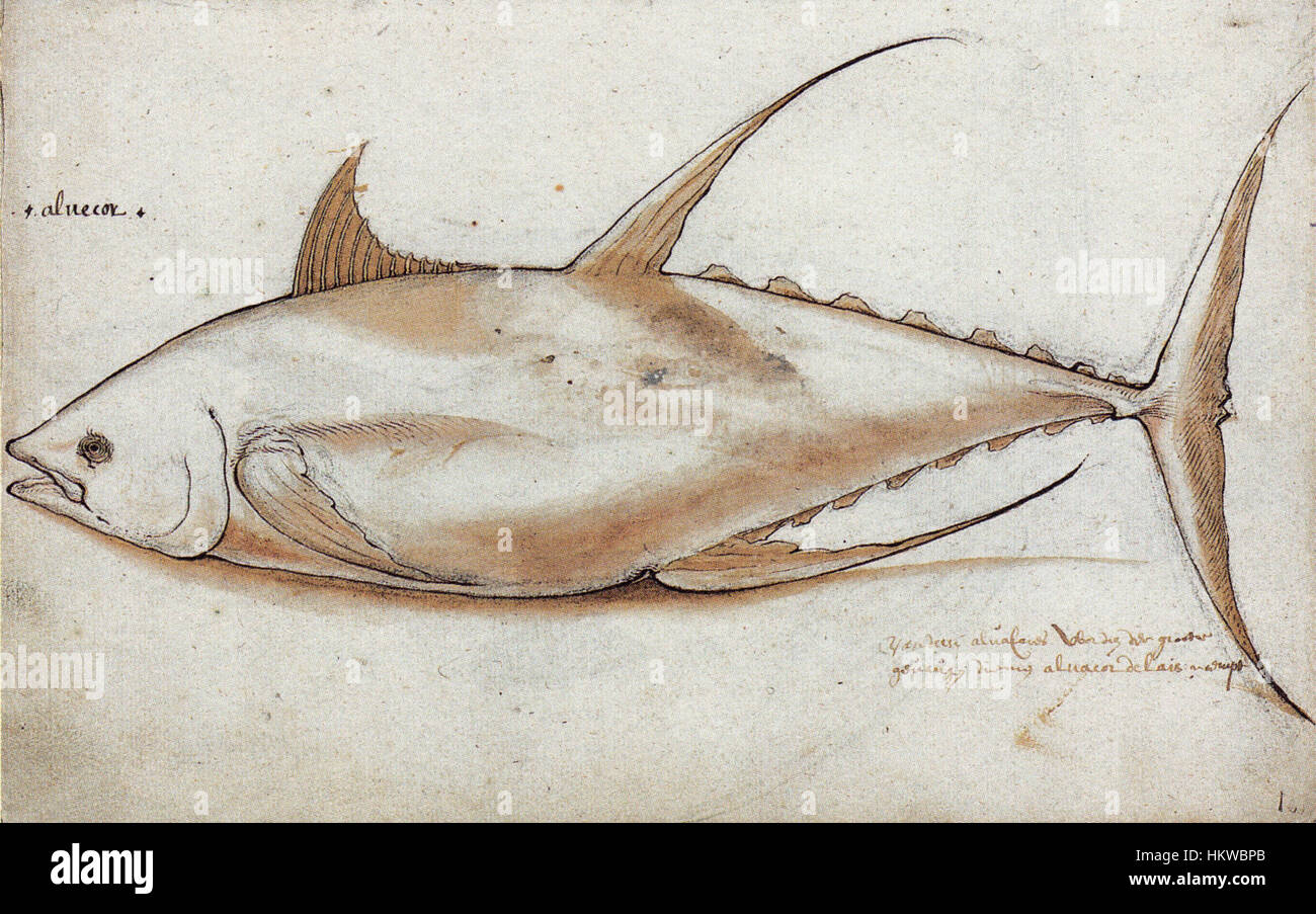 Questo dipinto del periodo 1601-1603 raffigura il Thunnus albacares, comunemente noto come tonno albacora. La rappresentazione dettagliata evidenzia l'importanza del pesce nella biologia marina e il suo ruolo nell'ecosistema durante questo periodo storico. Foto Stock