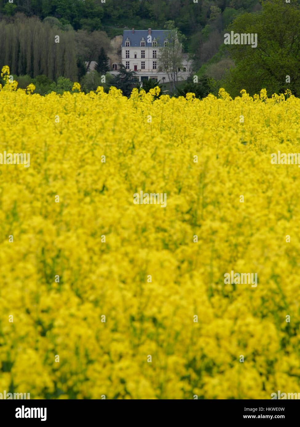 Un campo di fiori gialli cresciuti per rendere olio di colza o olio di  canola francese con una manor in background Foto stock - Alamy
