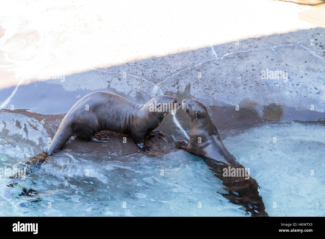 Giant Lontra di fiume, Pteronura brasiliensis, si ritrova in Amazzonia, Orinoco e La Plata fiumi del Sud America. Foto Stock