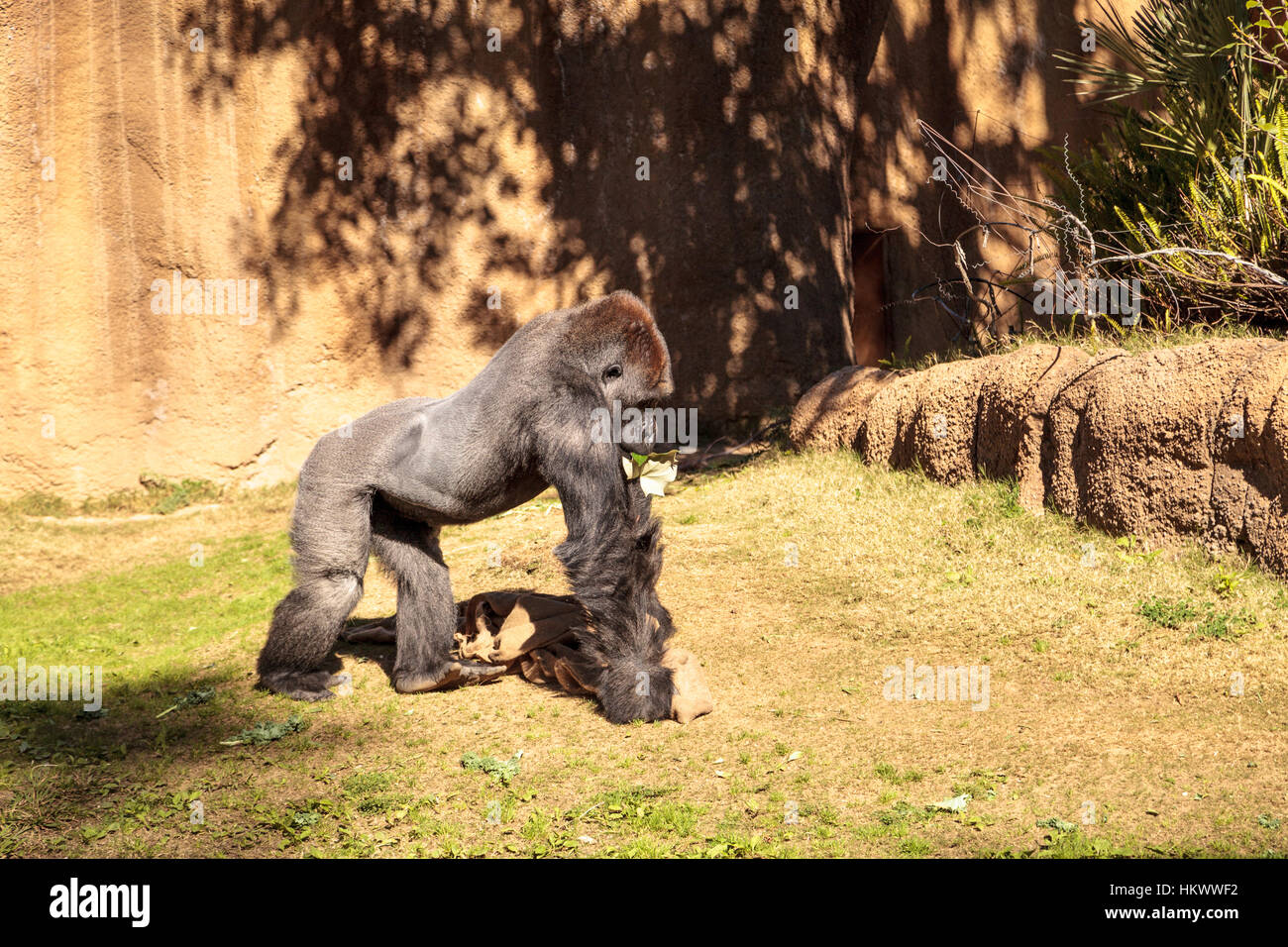 Western pianura gorilla si trova nei boschi e paludi di pianura in Africa Foto Stock