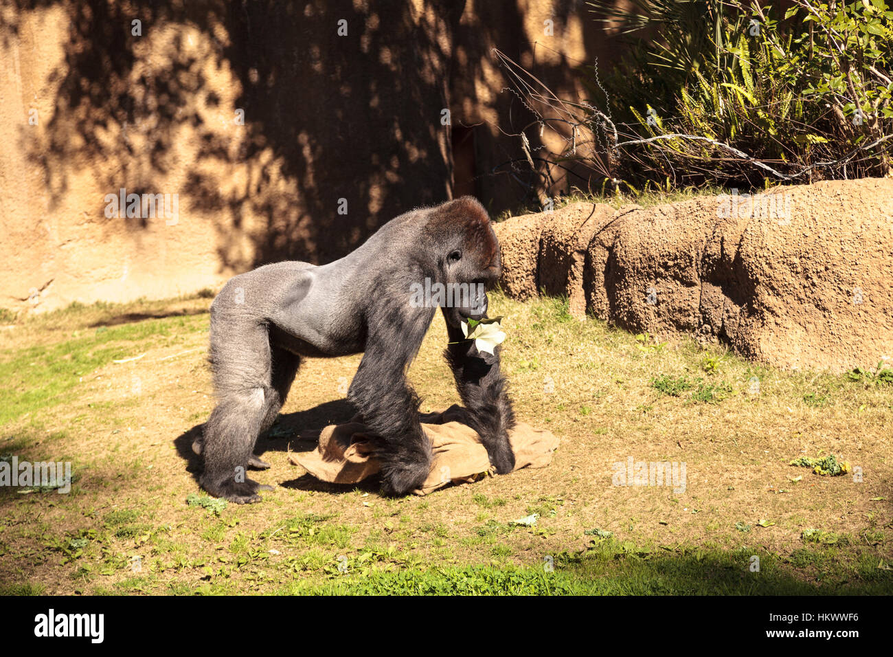 Western pianura gorilla si trova nei boschi e paludi di pianura in Africa Foto Stock