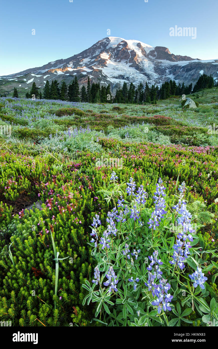 Mount Rainier e subalpine prato di fiori selvaggi, Paradise, il Parco Nazionale del Monte Rainier, Washington Foto Stock