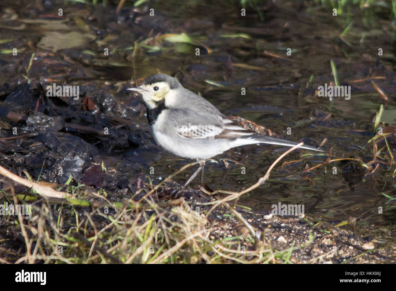 Pied wagtail (Motacilla alba) accanto a un flusso Foto Stock