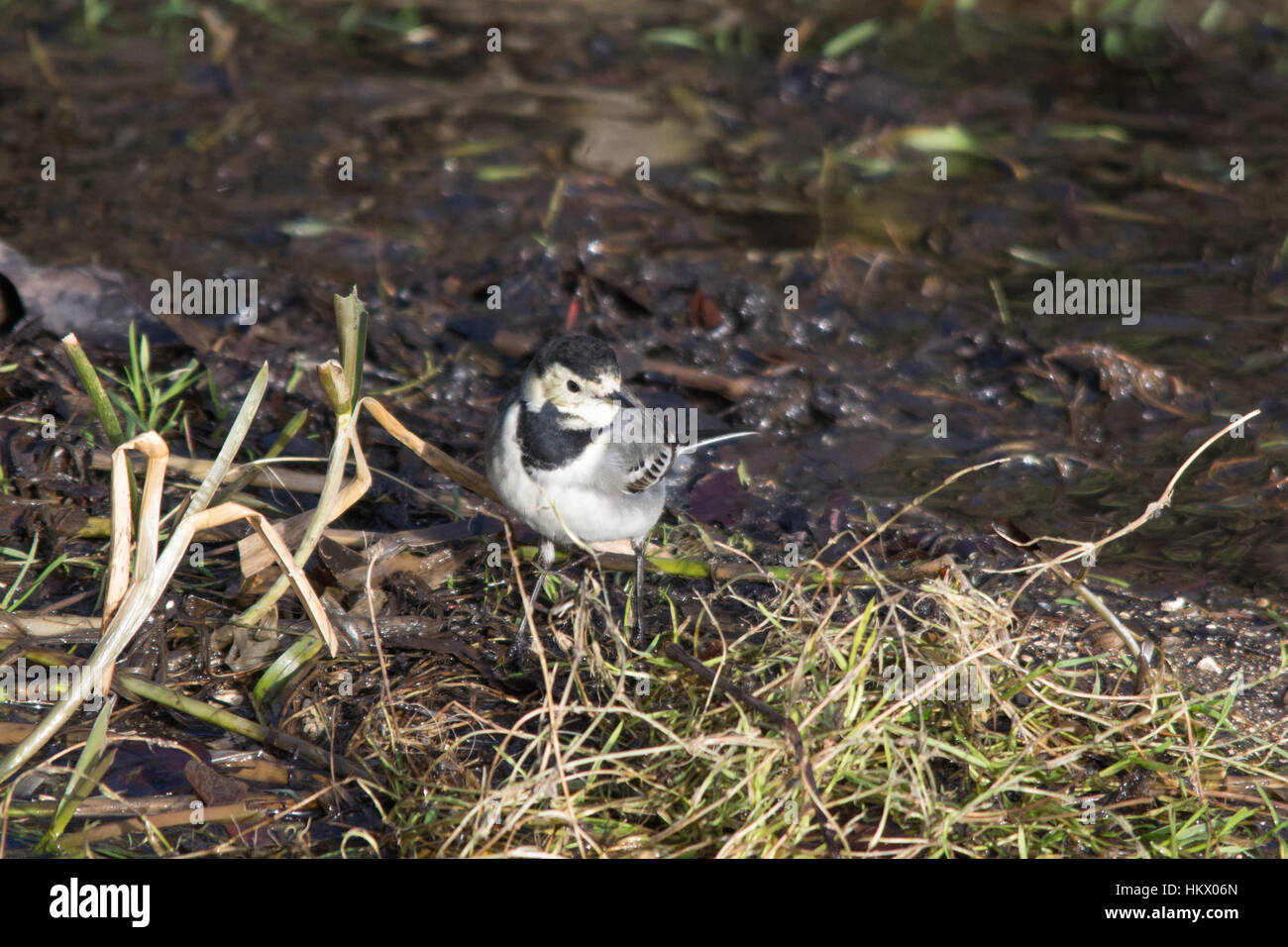 Pied wagtail (Motacilla alba) accanto a un flusso Foto Stock