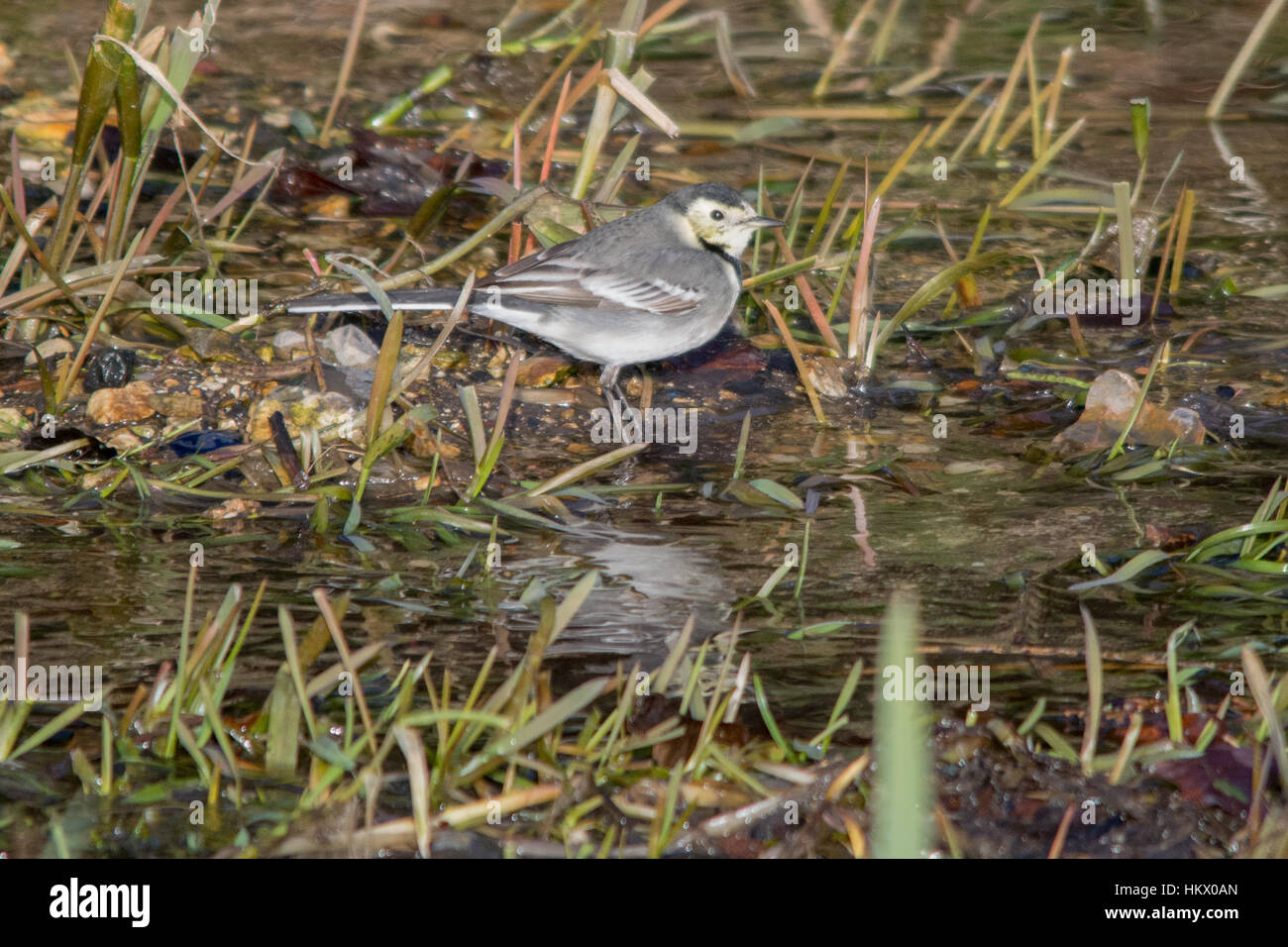 Pied wagtail (Motacilla alba) accanto a un flusso Foto Stock