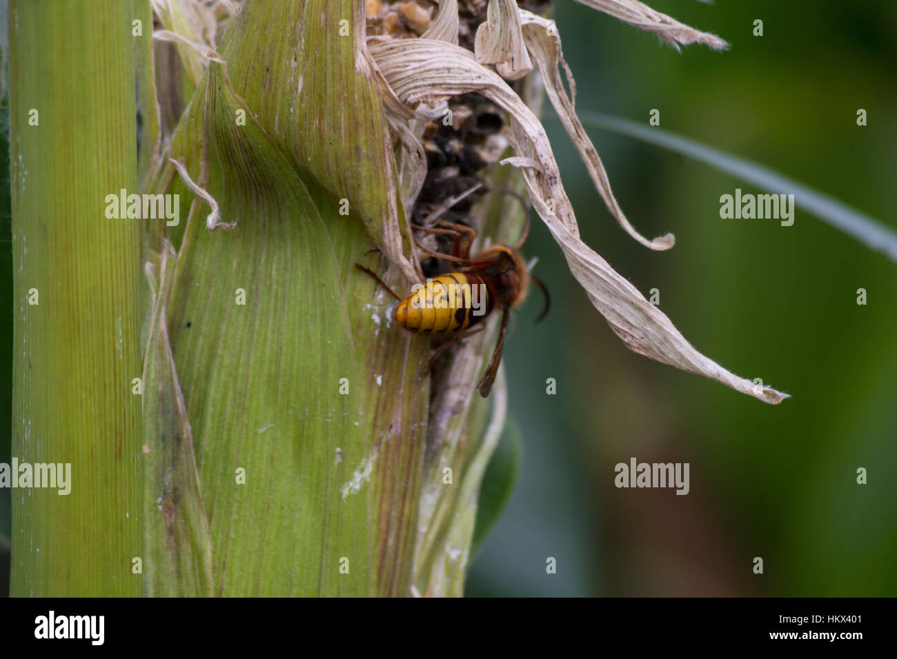 Un hornet si arrampica su un impianto, Cornwall, Inghilterra Foto Stock