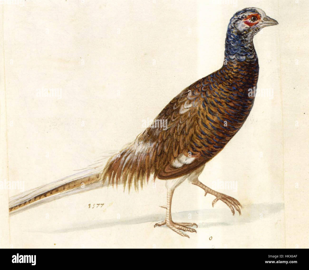 Gli "studi sulla natura" di Giuseppe Arcimboldo sono una serie di dipinti che fondono forme umane con elementi della natura. Conosciuto per il suo uso fantasioso di frutta, verdura e altri elementi naturali, le opere di Arcimboldo esplorano l'intersezione tra l'umanità e il mondo naturale in modi unici. Foto Stock