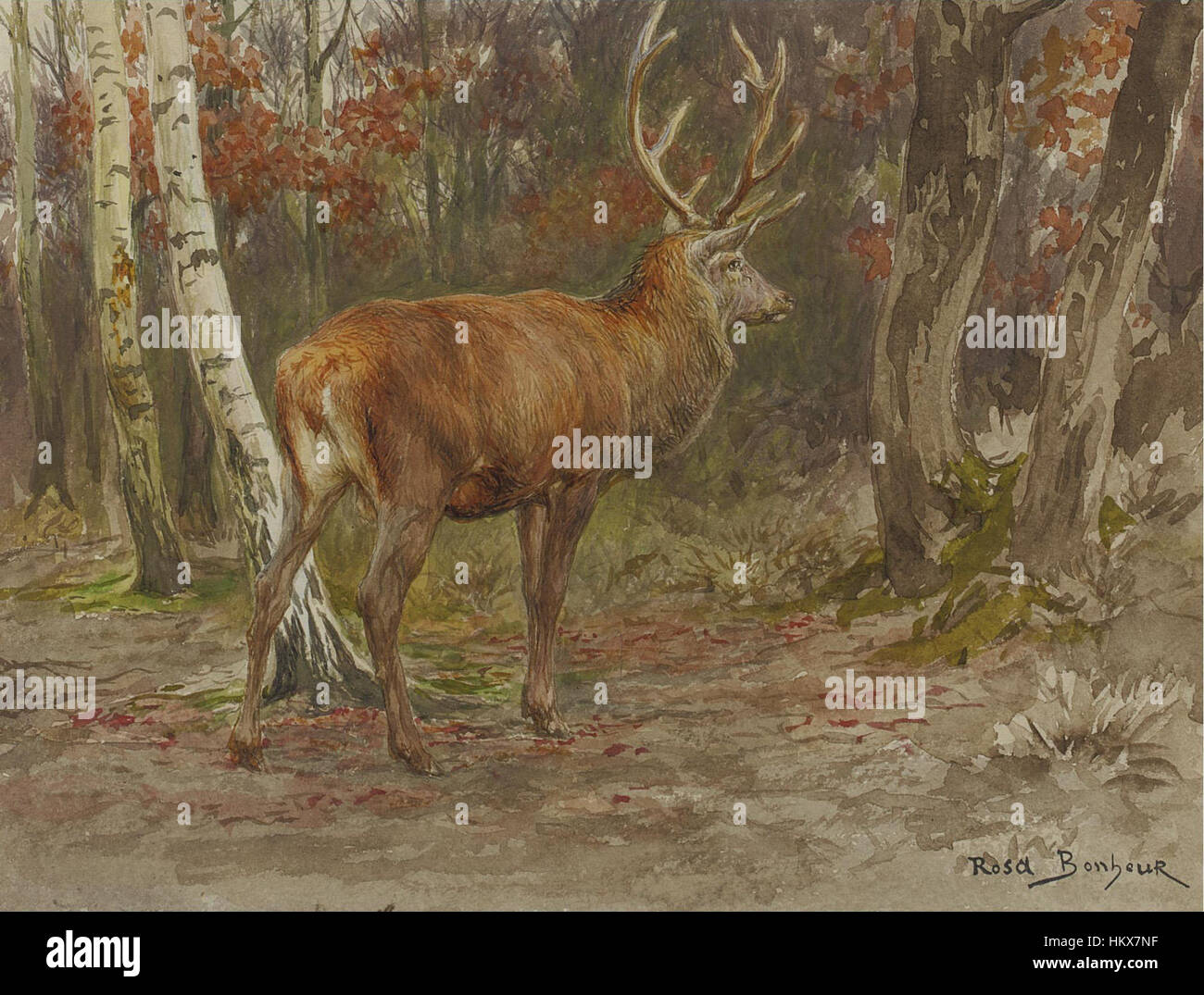 "Stag on the Watch" è un acquerello e una matita su carta intrecciata creati intorno al 1883 dall'artista francese Rosa Bonheur. Il dipinto ritrae un cervo vigile in piedi in mezzo a un paesaggio boscoso, mostrando la dedizione di Bonheur al realismo e la sua abilità nel raffigurare soggetti animali. Foto Stock