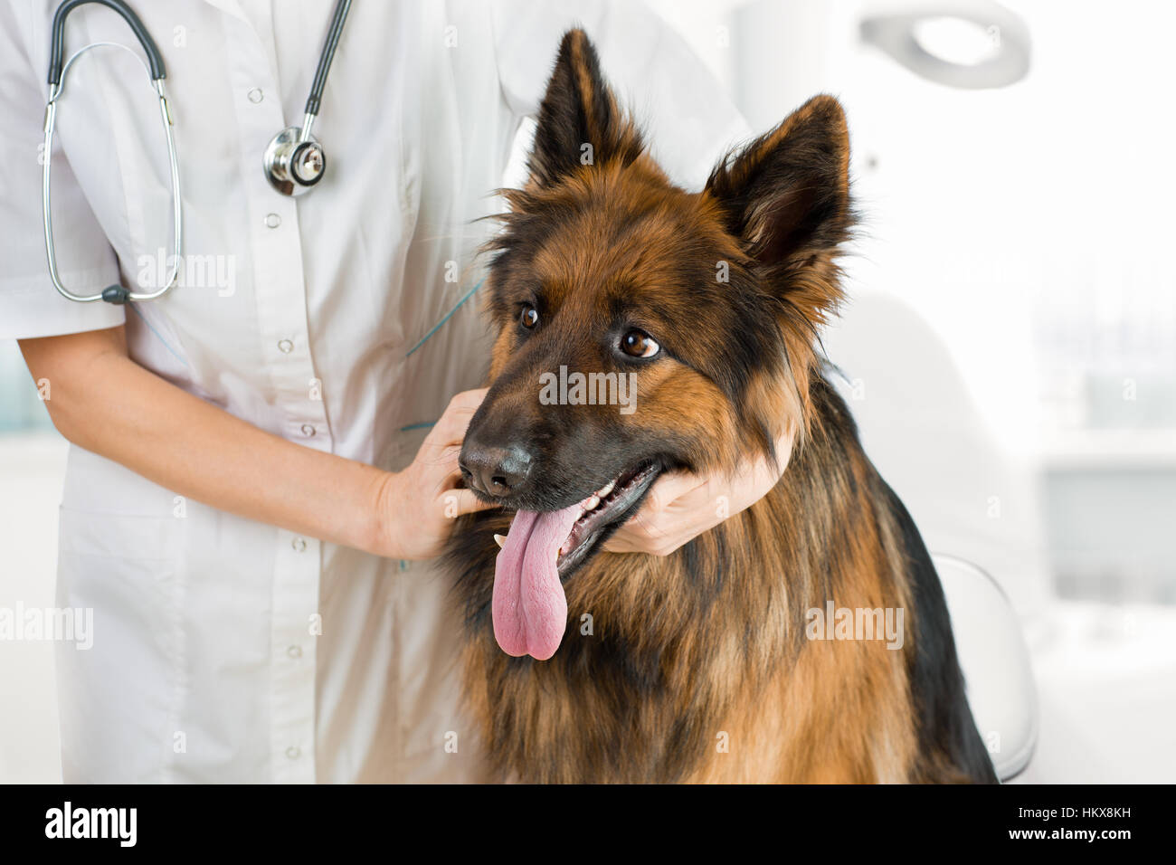 Il cane pastore esame da parte del medico veterinario in office Foto Stock