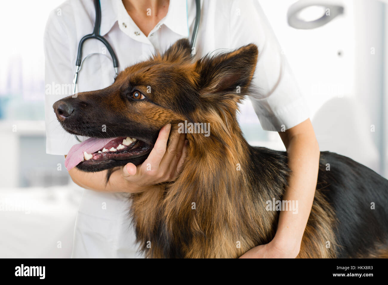 Esame del cane dal medico veterinario in clinica Foto Stock