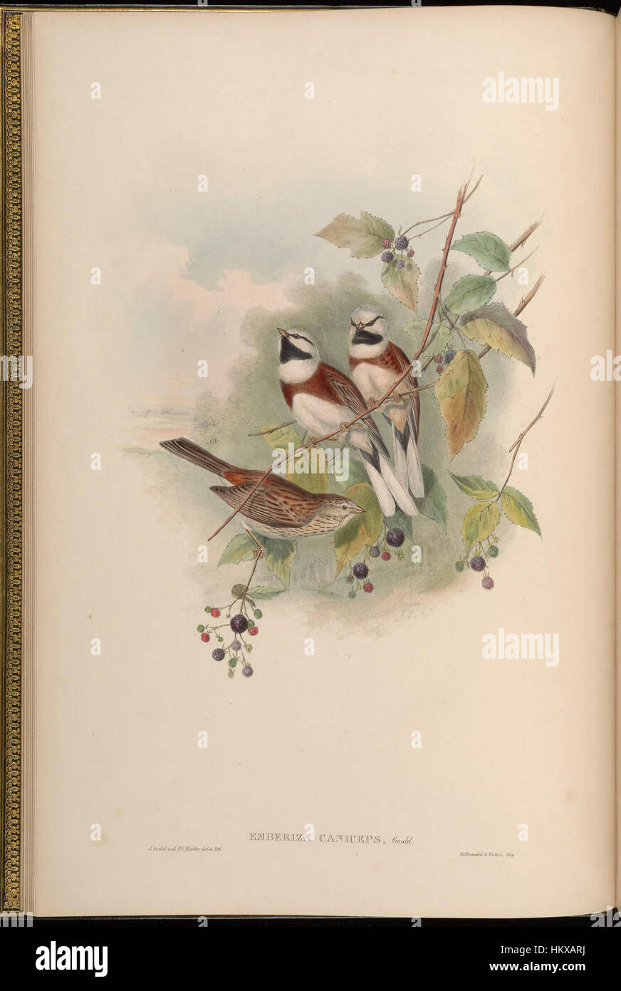 Questo pezzo di John Gould, parte della sua serie sugli uccelli dell'Asia, cattura gli intricati dettagli delle specie di uccelli presenti nella regione. Il lavoro è uno studio sulla diversità aviaria e la storia naturale. Foto Stock Questo pezzo di John Gould, parte della sua serie sugli uccelli dell'Asia, cattura gli intricati dettagli delle specie di uccelli presenti nella regione. Il lavoro è uno studio sulla diversità aviaria e la storia naturale. Foto Stock