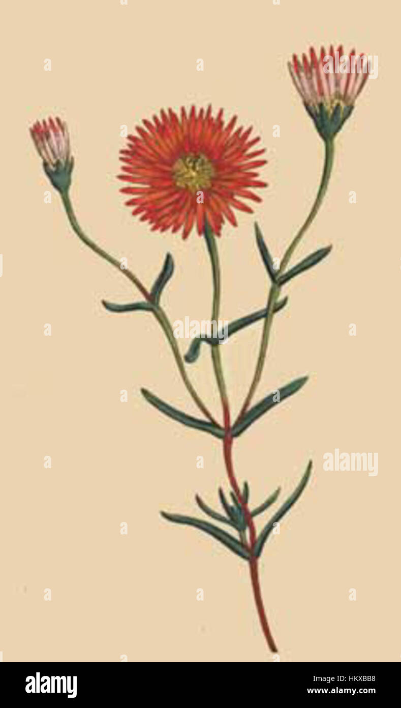 BotMag2(59) è un'opera d'arte che coinvolge temi astratti o futuristici, usando una miscela dinamica di tecniche moderne. Il pezzo incorpora elementi di estetica meccanica e digitale, esplorando concetti di tecnologia e arte. Foto Stock