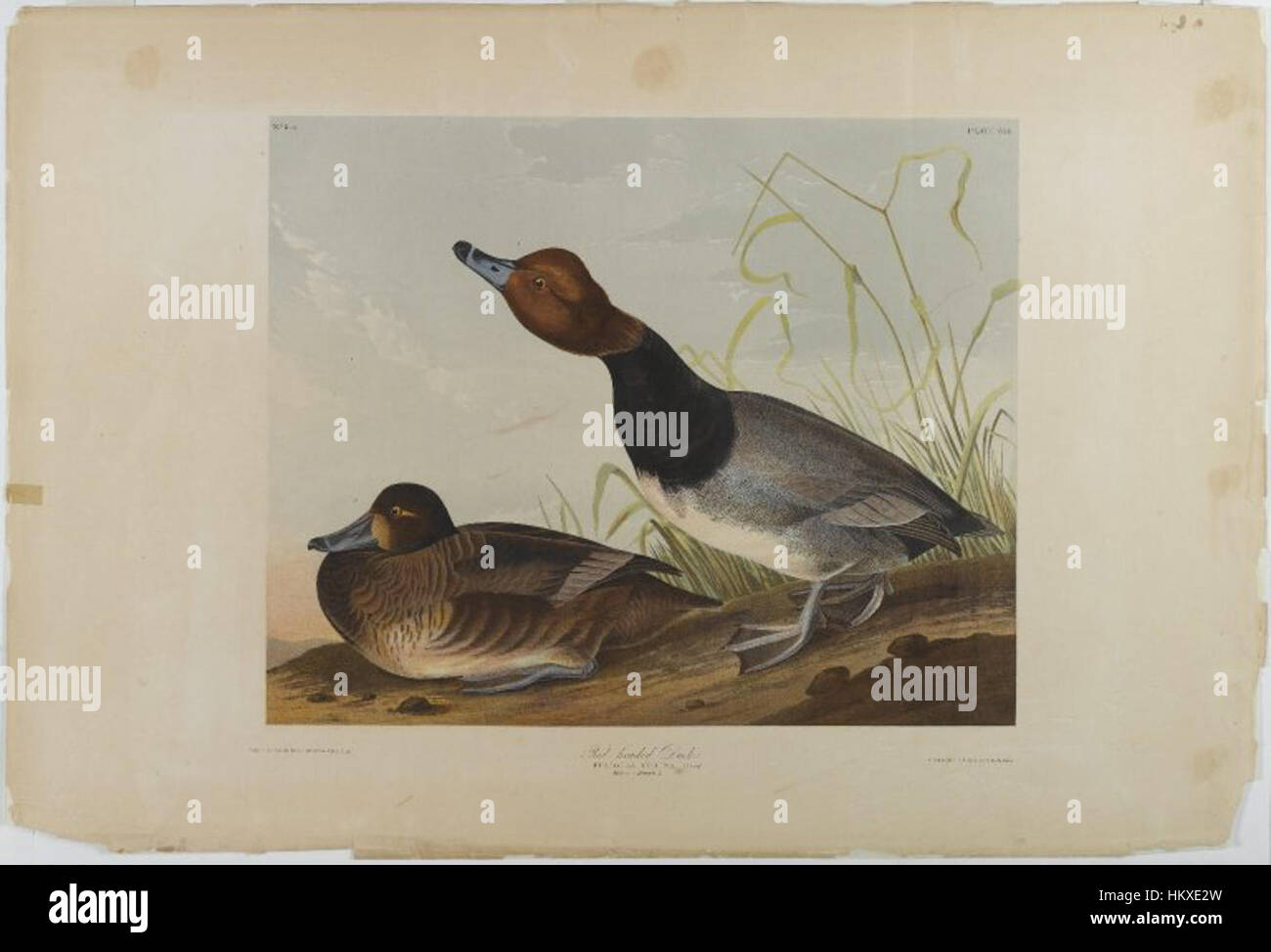 La "Red-Head Duck" di John James Audubon è una delle celebri illustrazioni di uccelli dell'ornitologo americano. Il dipinto, che fa parte della collezione "Birds of America" di Audubon, mostra il vivace piumaggio e la bellezza naturale dell'anatra dalla testa rossa nel suo habitat naturale. Foto Stock