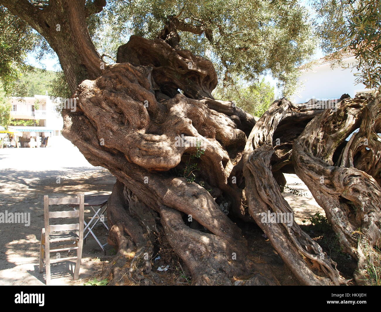 Ulivo Piu Antico Al Mondo Ulivo più antico del mondo immagini e fotografie stock ad alta