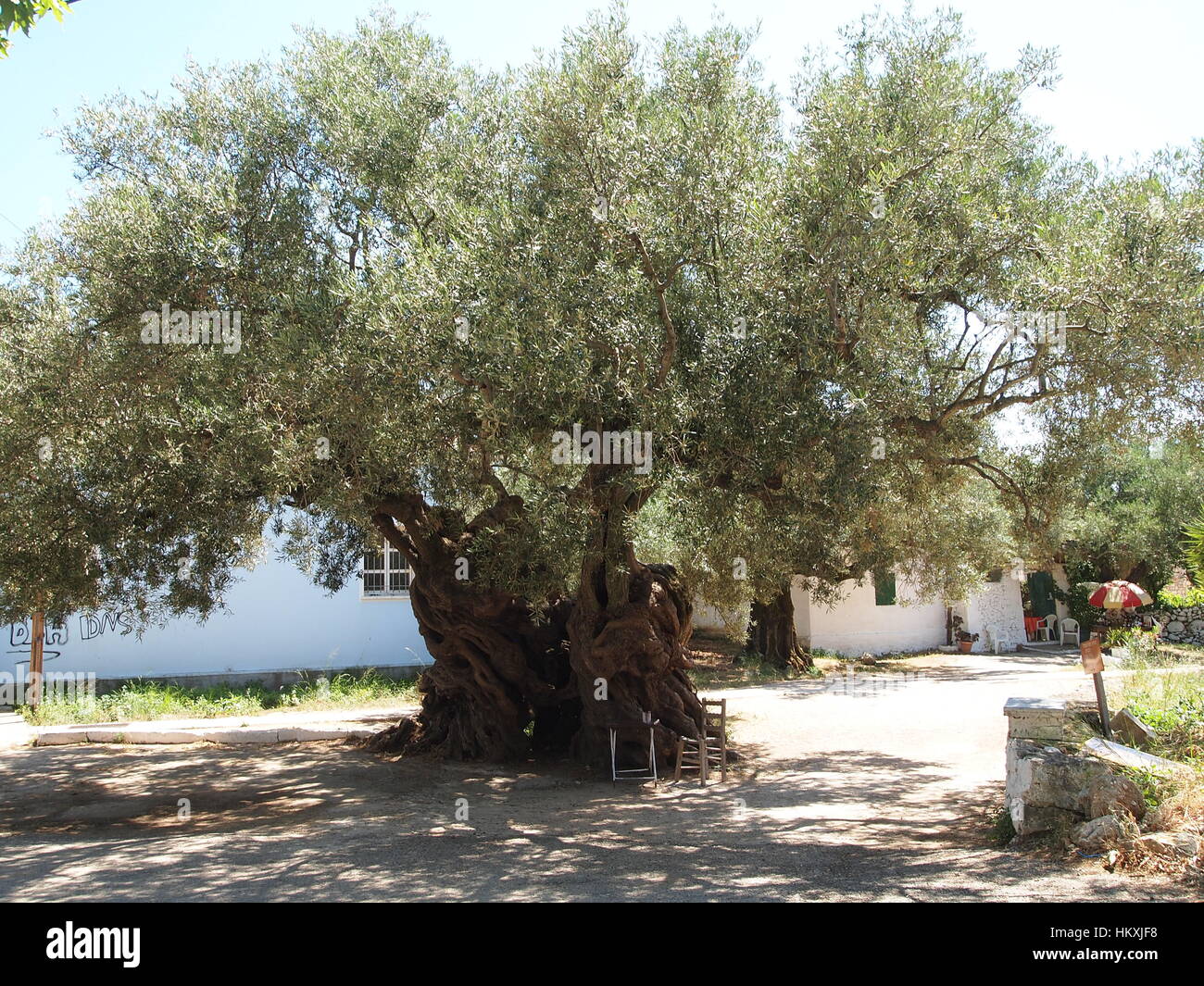 Ulivo Piu Antico Al Mondo nonna Parlare Applicato ulivo più grande del mondo noi E Immunizzare