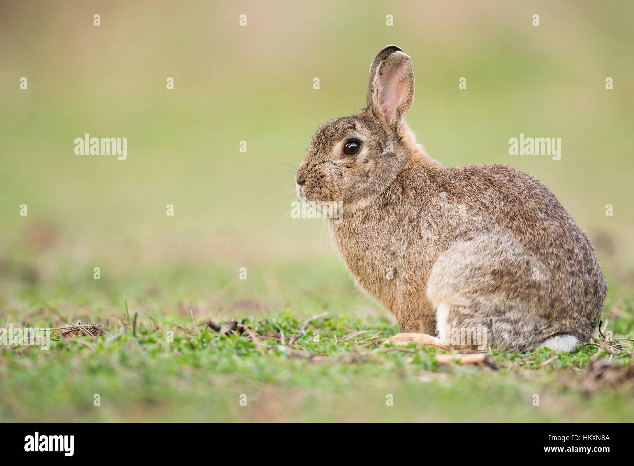 Coniglio europeo (oryctolagus cuniculus), Austria Inferiore, Austria Foto Stock