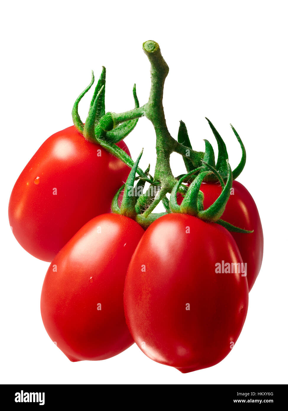 Cluster di prugna fresca Roma elaborazione VF pomodori (Solanum Lycopersicum), sulla vite. Percorso di clipping, shadowless Foto Stock