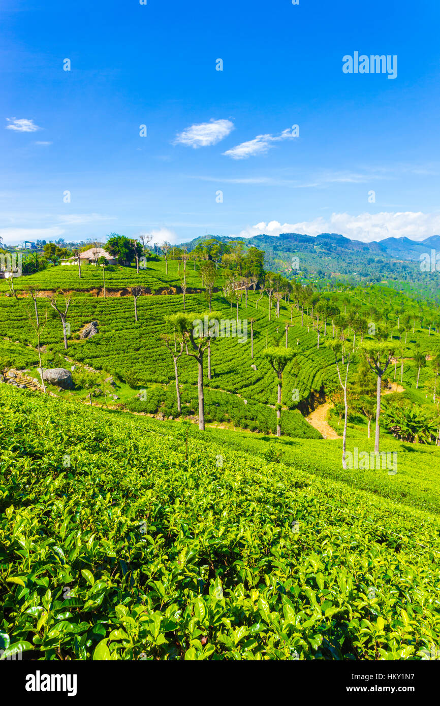 Casa in cima a una collina si affaccia incredibili vedute panoramiche del curato la piantagione di tè e ordinato impianto righe al di sotto di highland Haputale Foto Stock