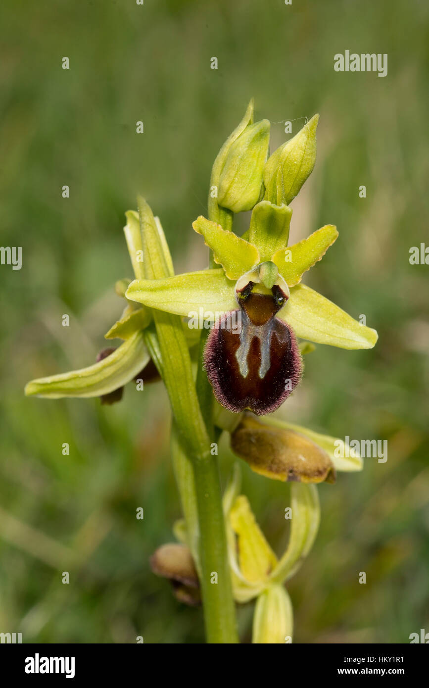 Unico stelo di inizio Spider Orchid, Ophrys sphegodes, in fiore Foto Stock