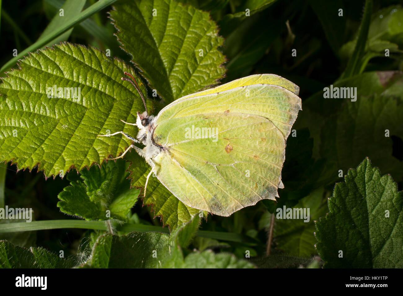 Giallo Brimstone butterfly, Gonepteryx rhamni, seduti su Rovo foglie Foto Stock