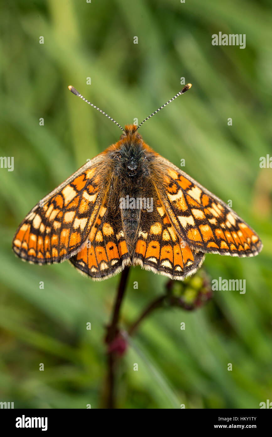 Marsh Fritillary butterfly, Euphydryas aurinia, su insalata Burnett con alette aperte Foto Stock