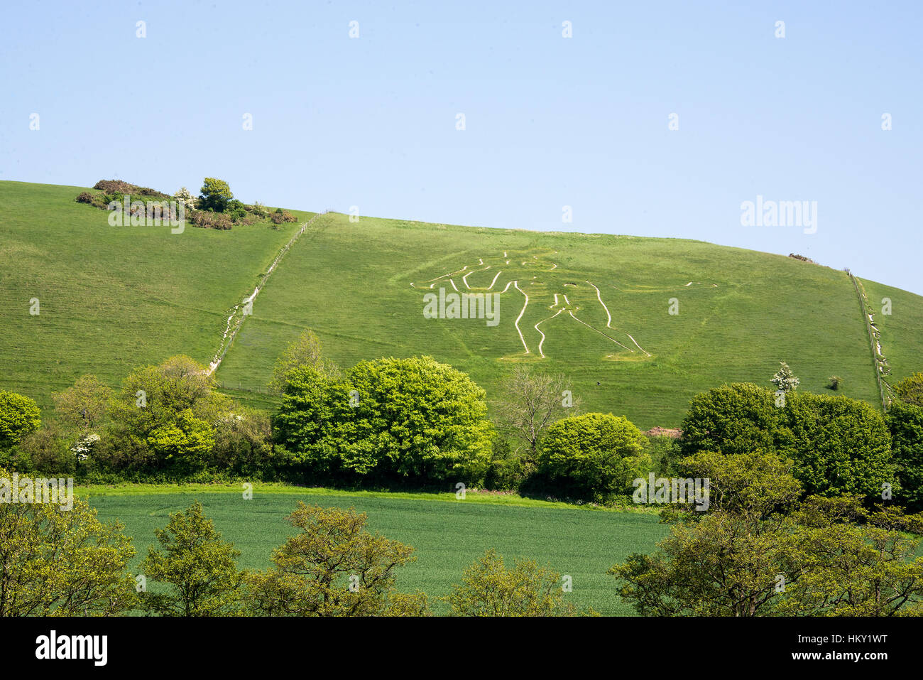 La grande chalk figura della Cerne gigante gigante sulla collina a Cerne Abbas nel Dorset, Inghilterra in estate Foto Stock