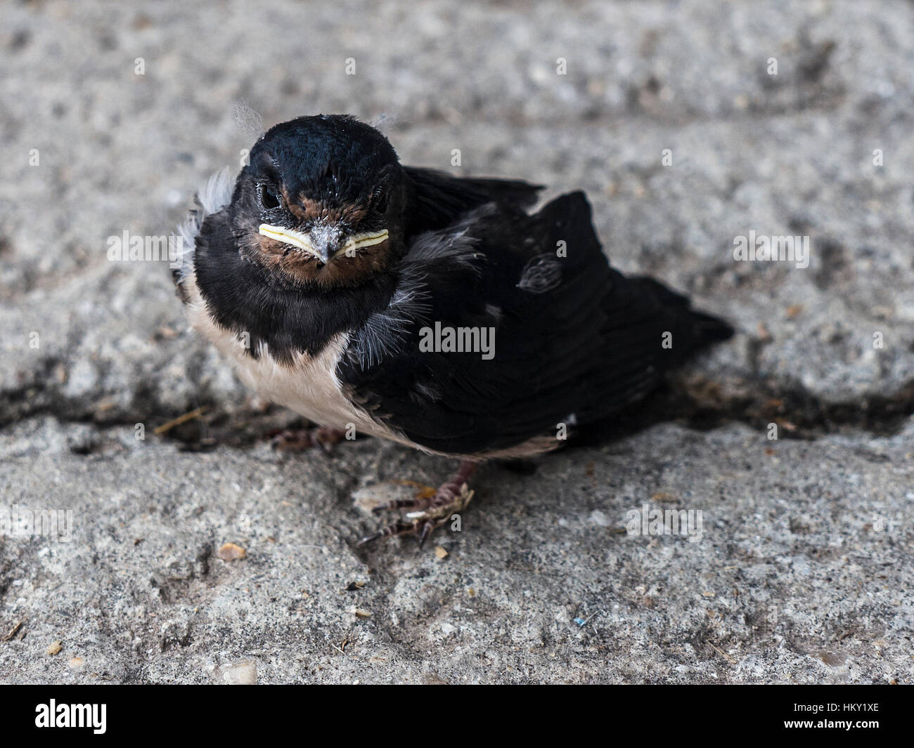 Giovani Barn Swallow, Hirundo rustica, seduto per terra guardando la fotocamera Foto Stock