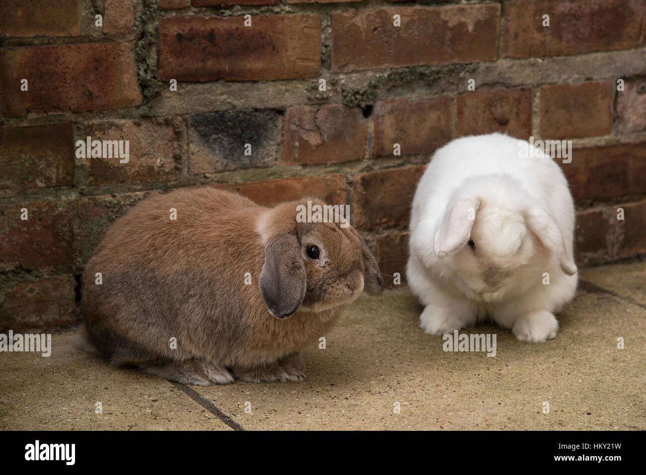 Maschio marrone e bianco femmina mini lop eared conigli Foto Stock