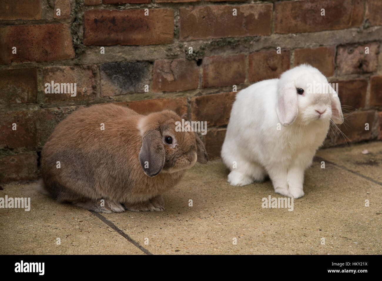 Maschio marrone e bianco femmina mini lop eared conigli Foto Stock