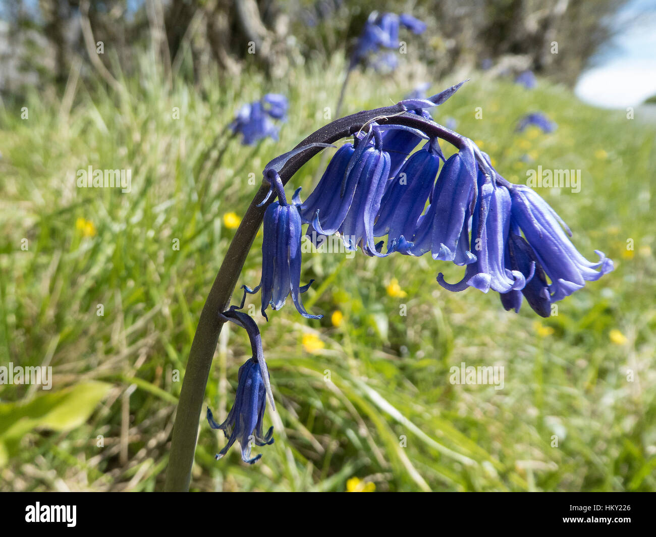 Unico stelo di inglese, Bluebell Hyacinthoides non scripta in erba lunga Foto Stock