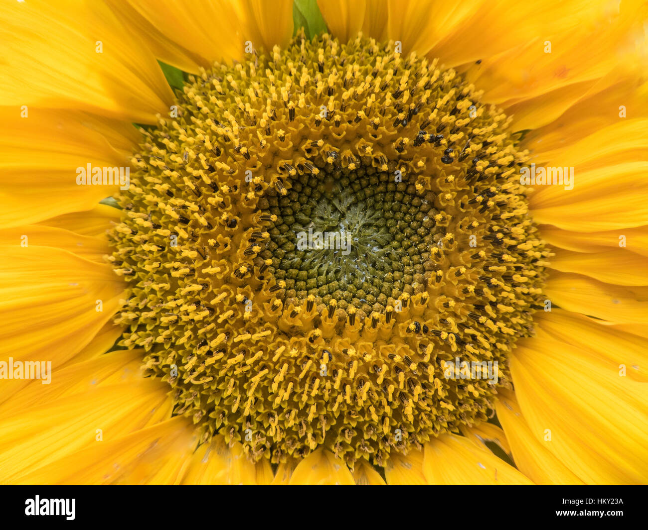 In prossimità del centro di un girasole in piena fioritura Foto Stock