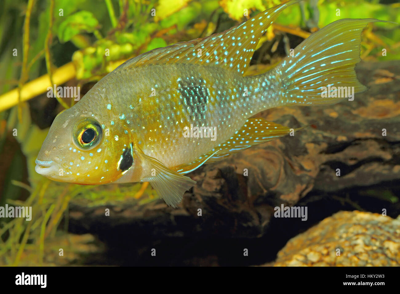 Hellers cichlid gold (Thorichthys helleri) - maschio Foto Stock