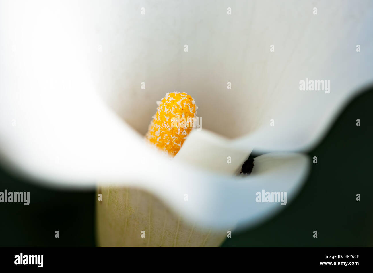 Pistillo di un arum lily fiore. Foto Stock