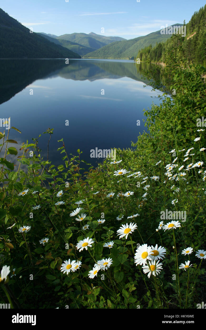 Fiori Selvatici fioriscono lungo le rive del pittoresco Lago di Sullivan vicino Metaline Falls, Washington. Foto Stock