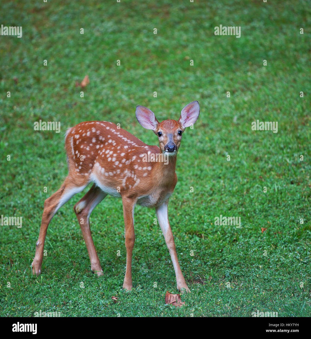 Piccolo culbianco Deer Fawn che ha individuato la fotocamera Foto Stock