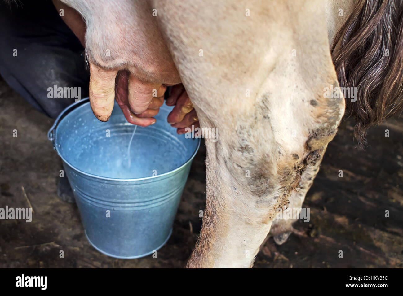 La mungitura di una mucca da parte di close-up. Mucca in piedi nel corral. Foto Stock