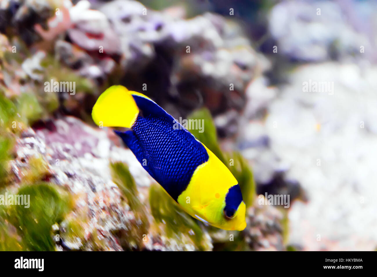 Foto di angelo pomacanthidae pesci di acquario Foto Stock