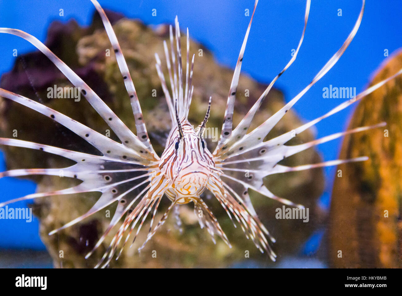 Foto di strisce di pterois volitans in acquario Foto Stock