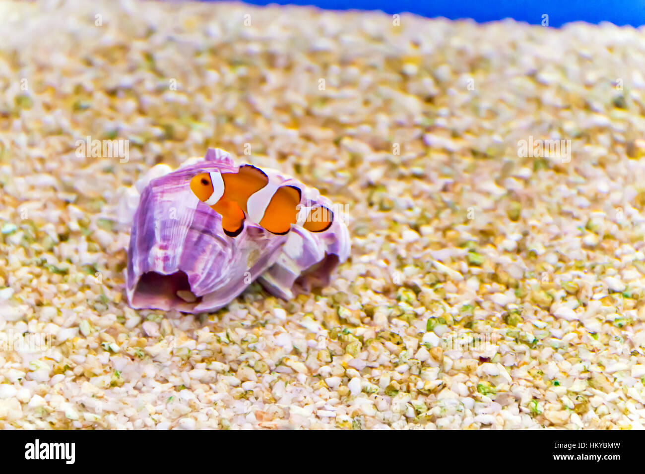Foto di acquario pesce pagliaccio amphiprion percula Foto Stock